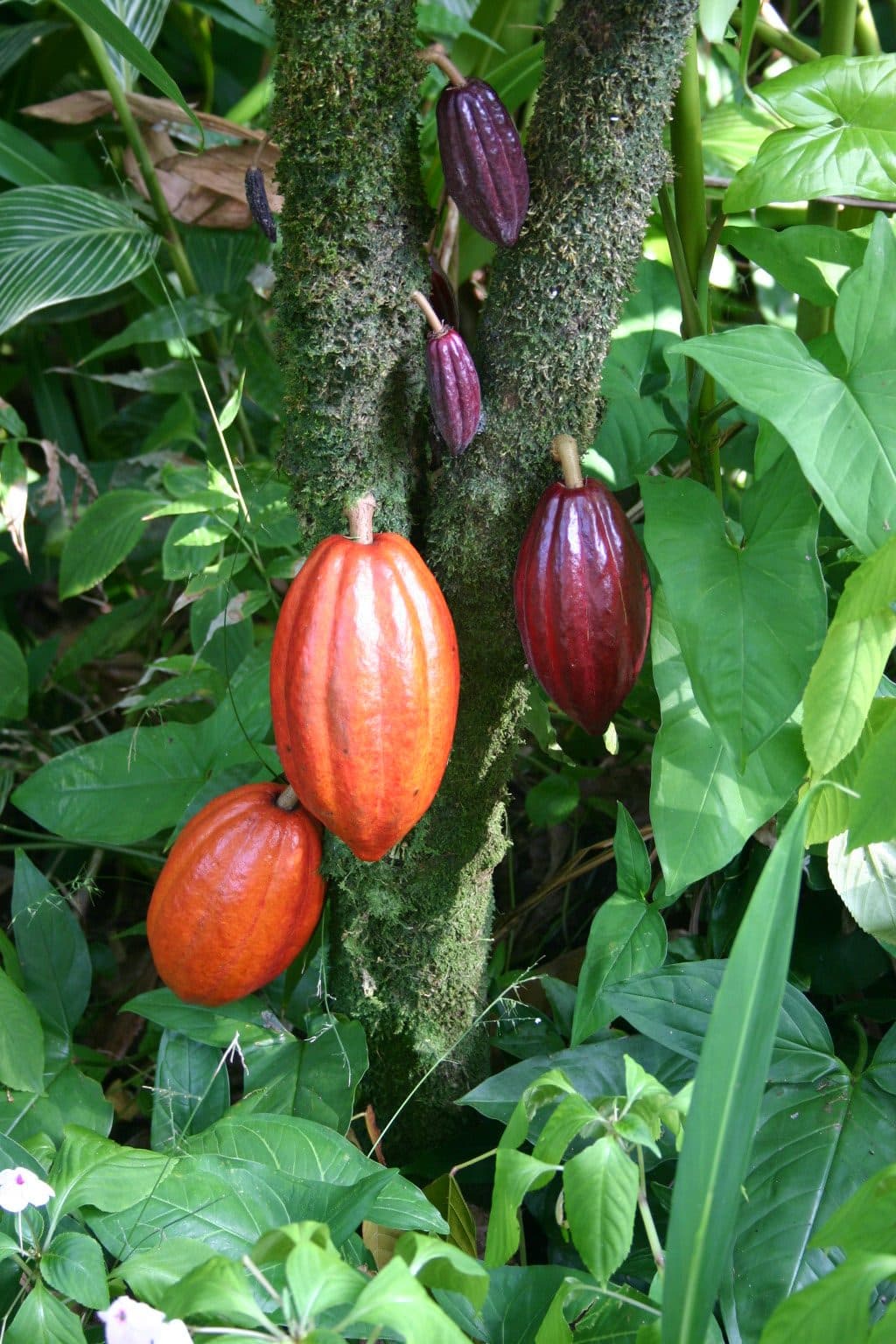 Cabosses de cacao — offre filière