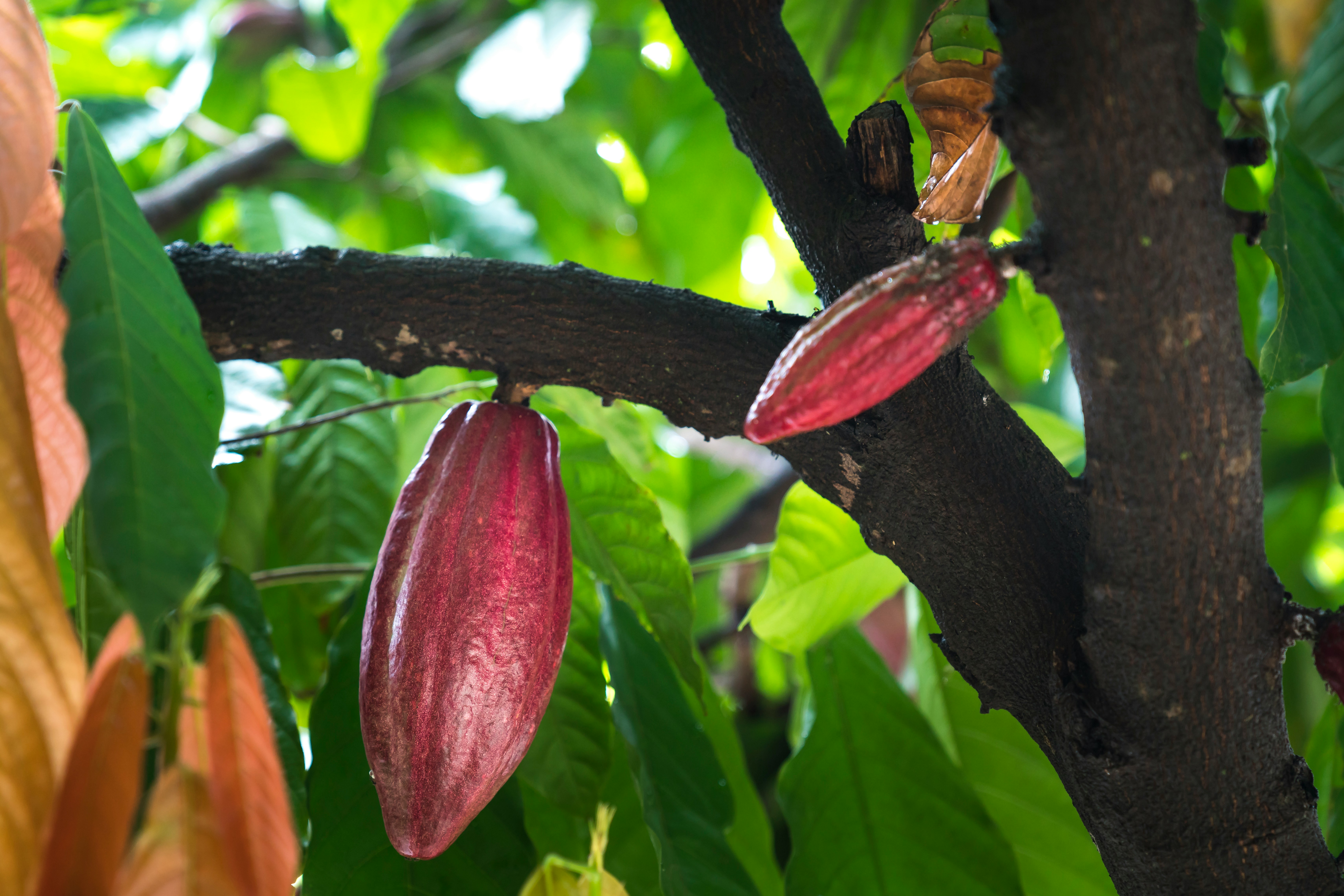 Cacao — 1