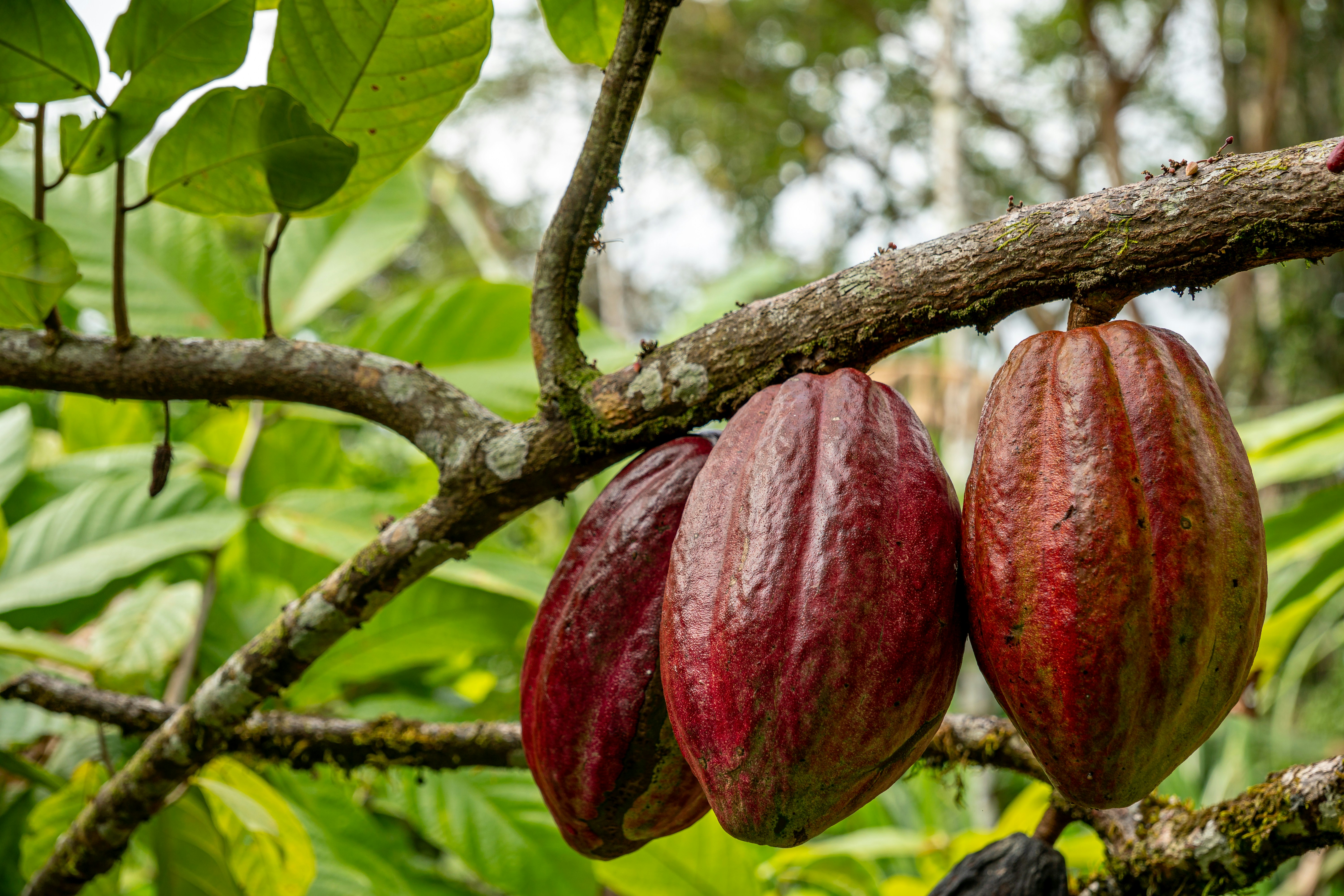 Cacao — 2