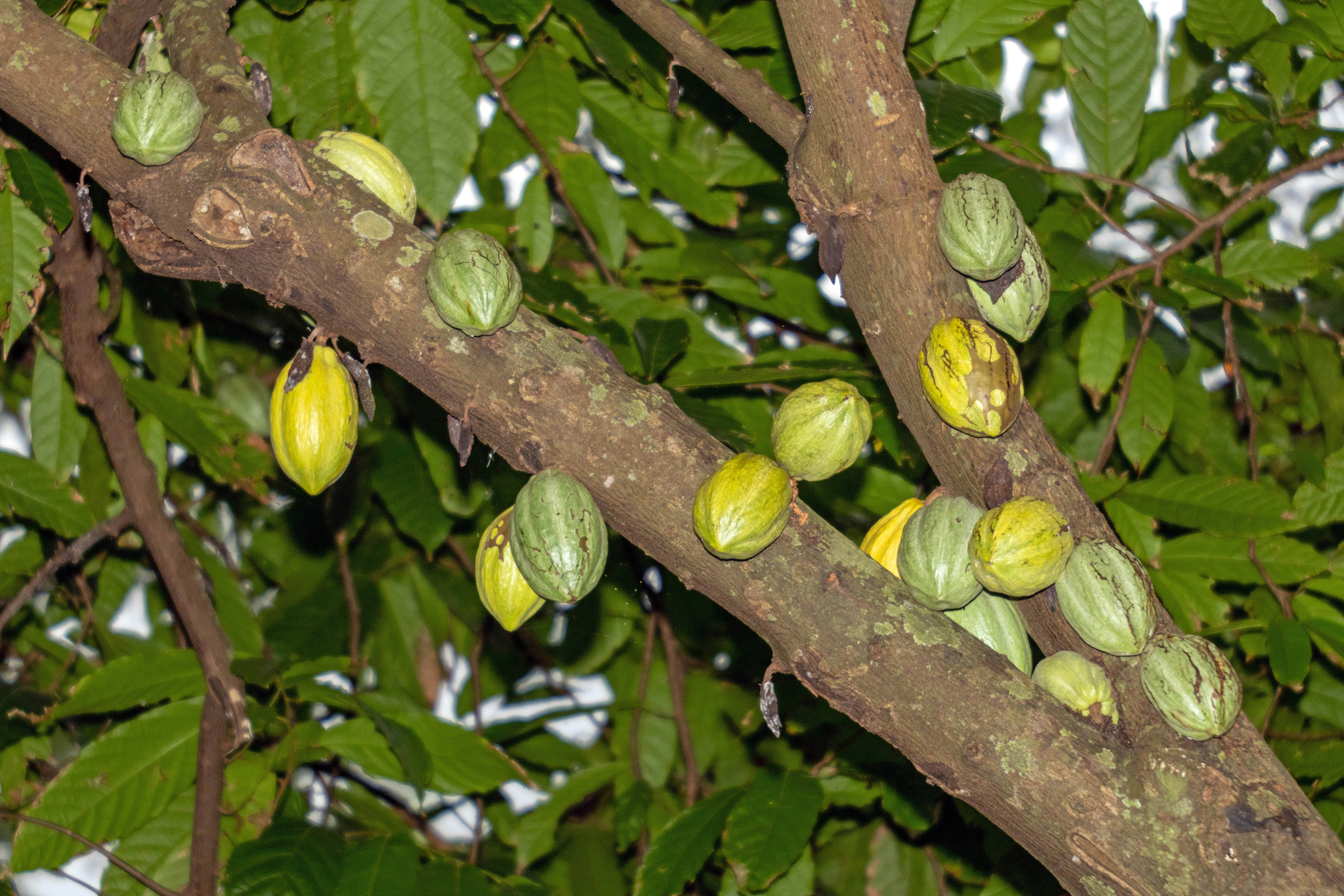 Cacao — 3
