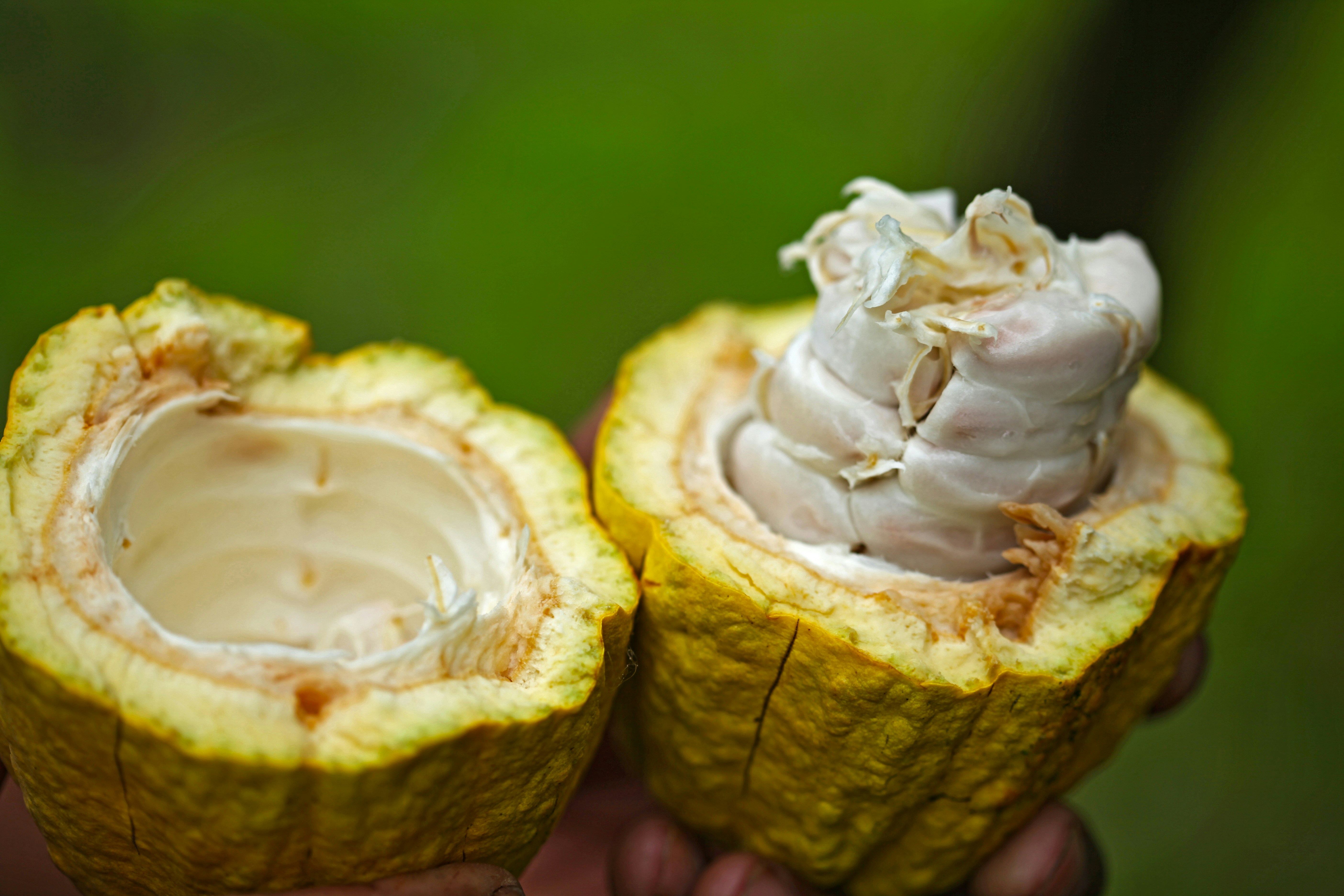 Cacao — 4