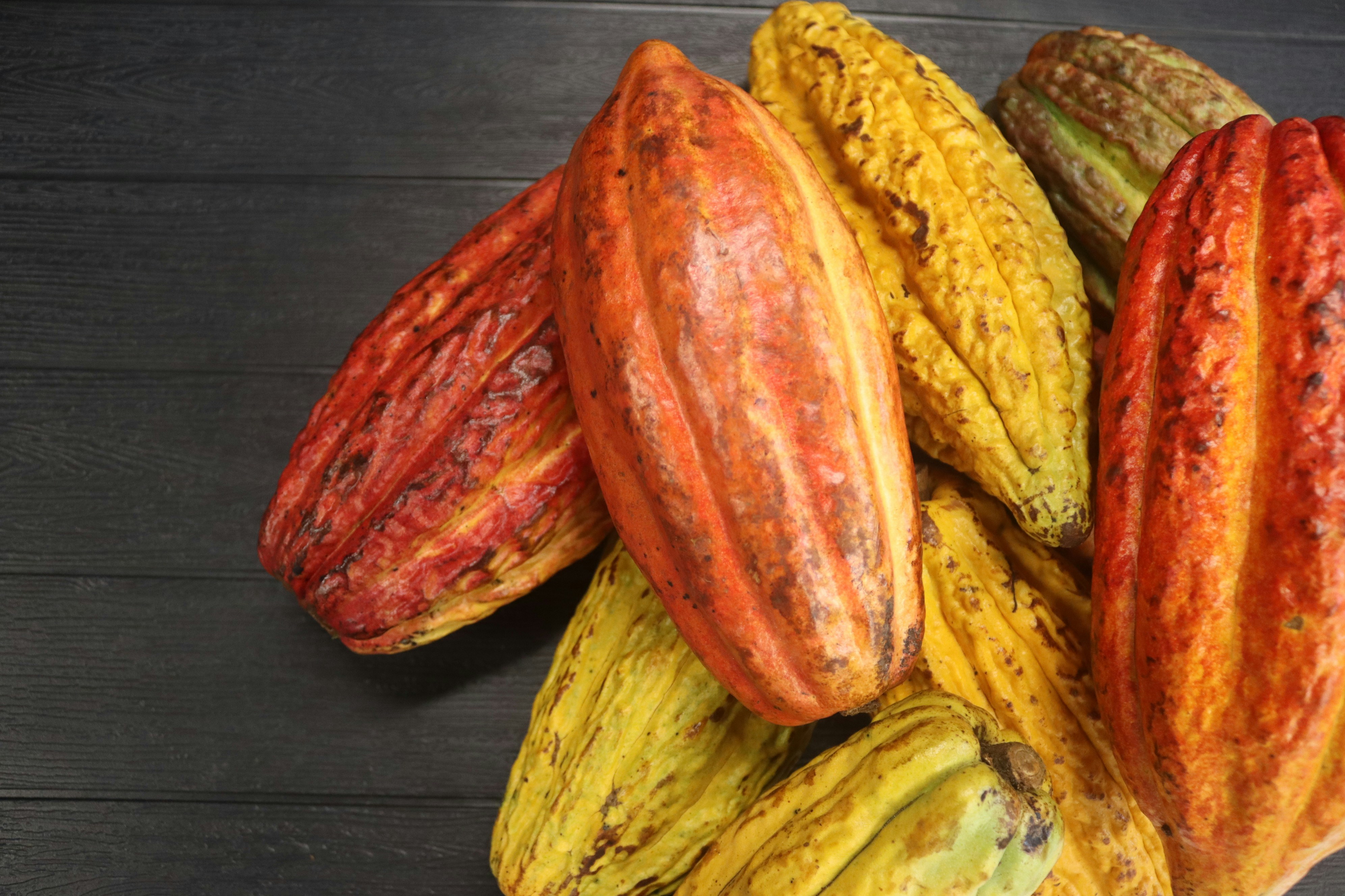 Cacao — 5