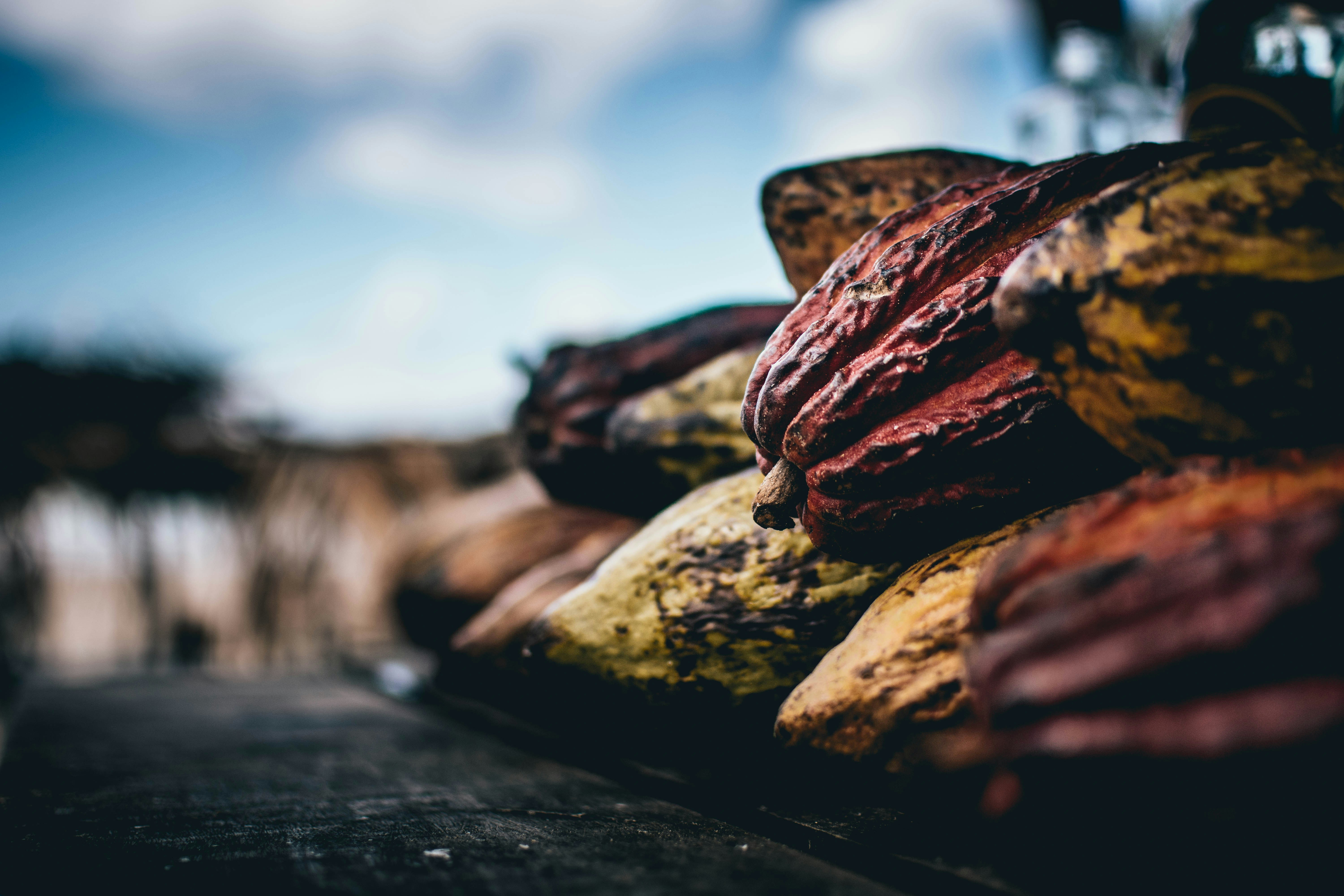 Cacao — 6