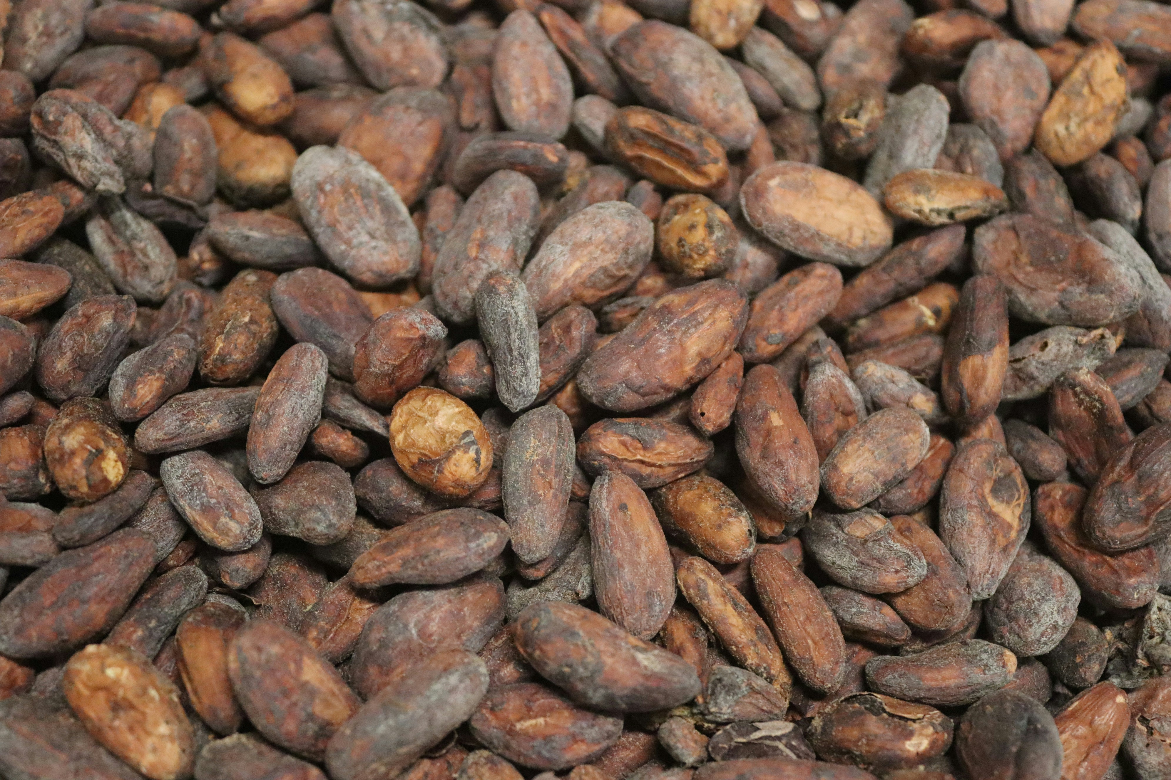 Cacao — 8