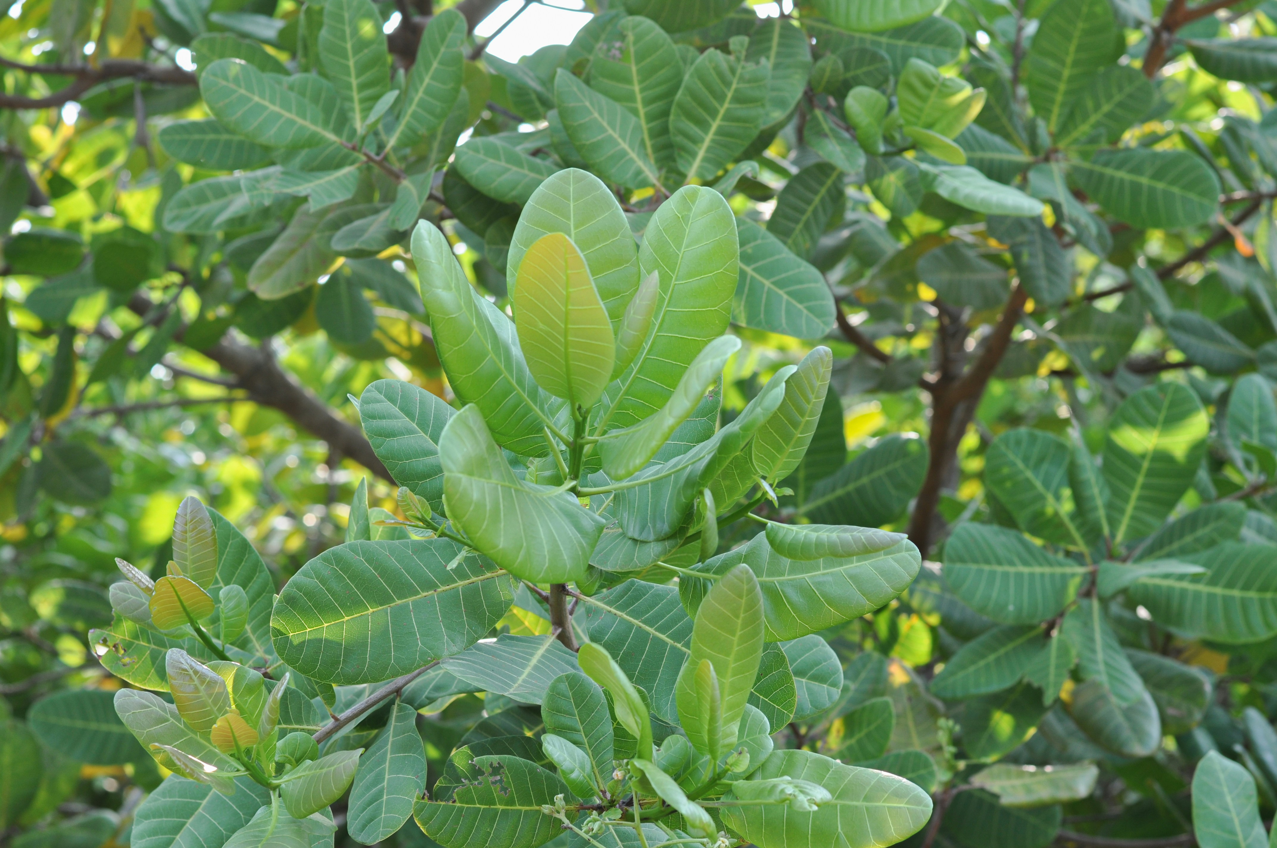 Cashew — 2