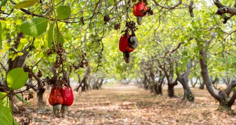 Cashew — 3