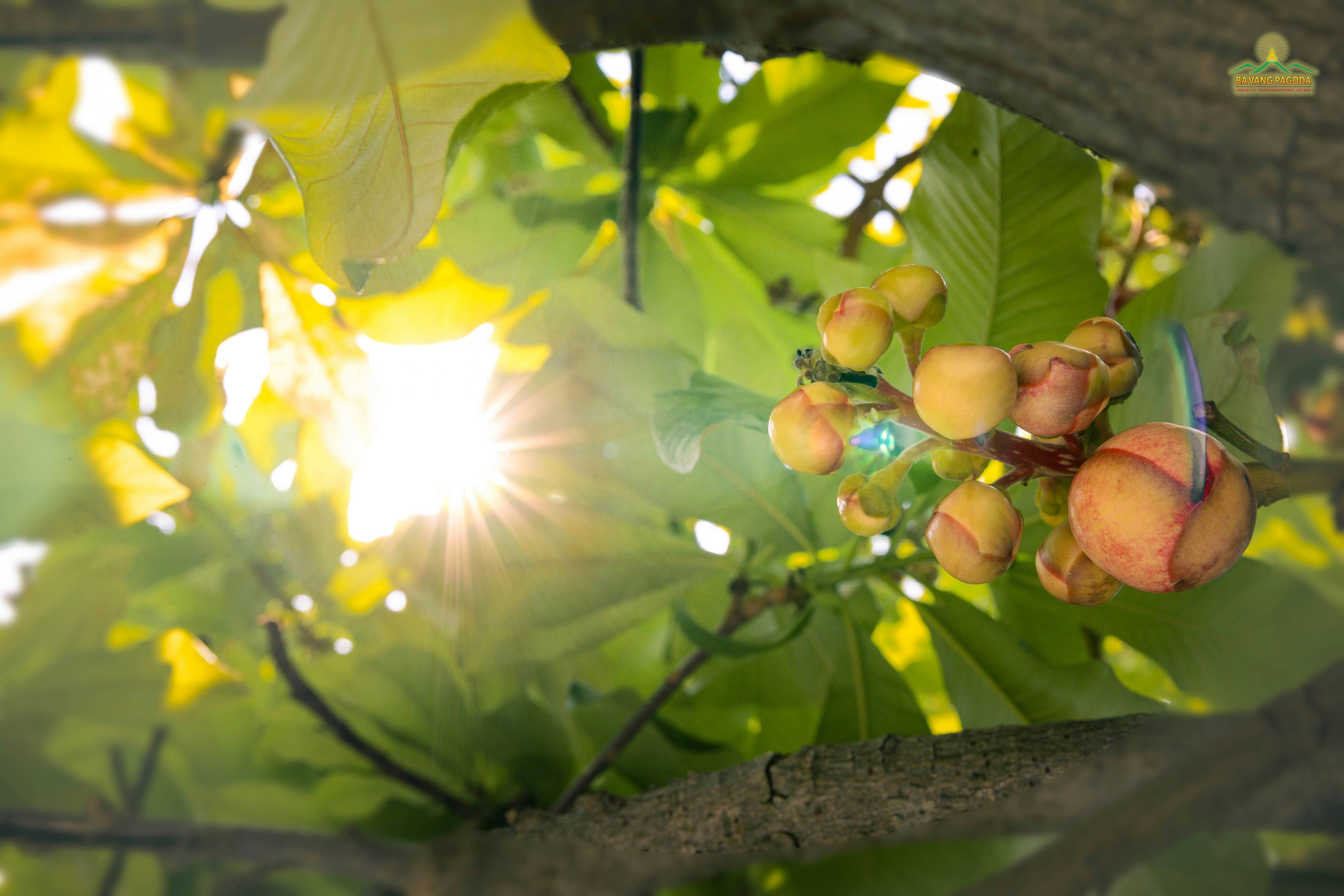 Cashew — 4
