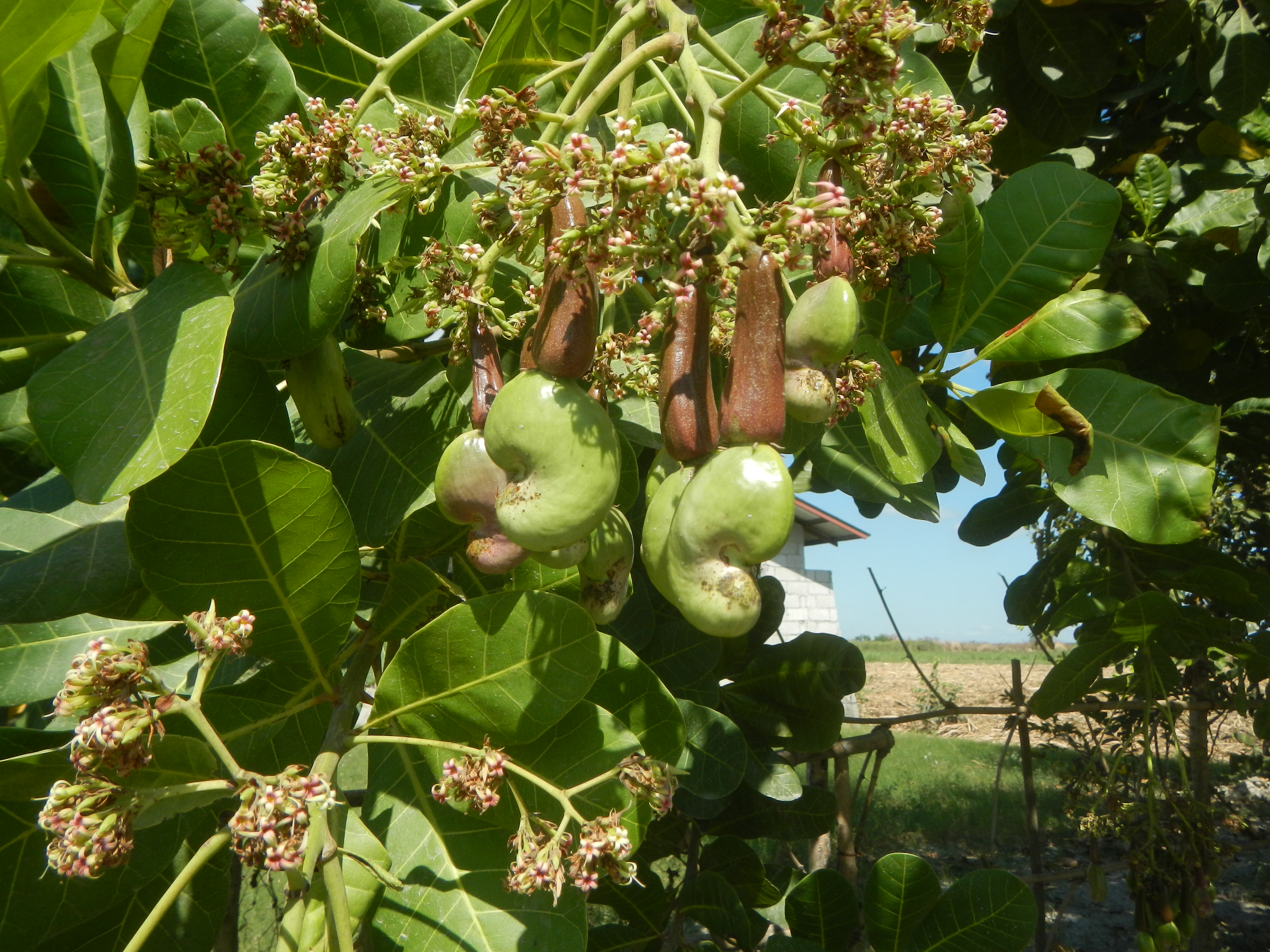 Cashew — 1