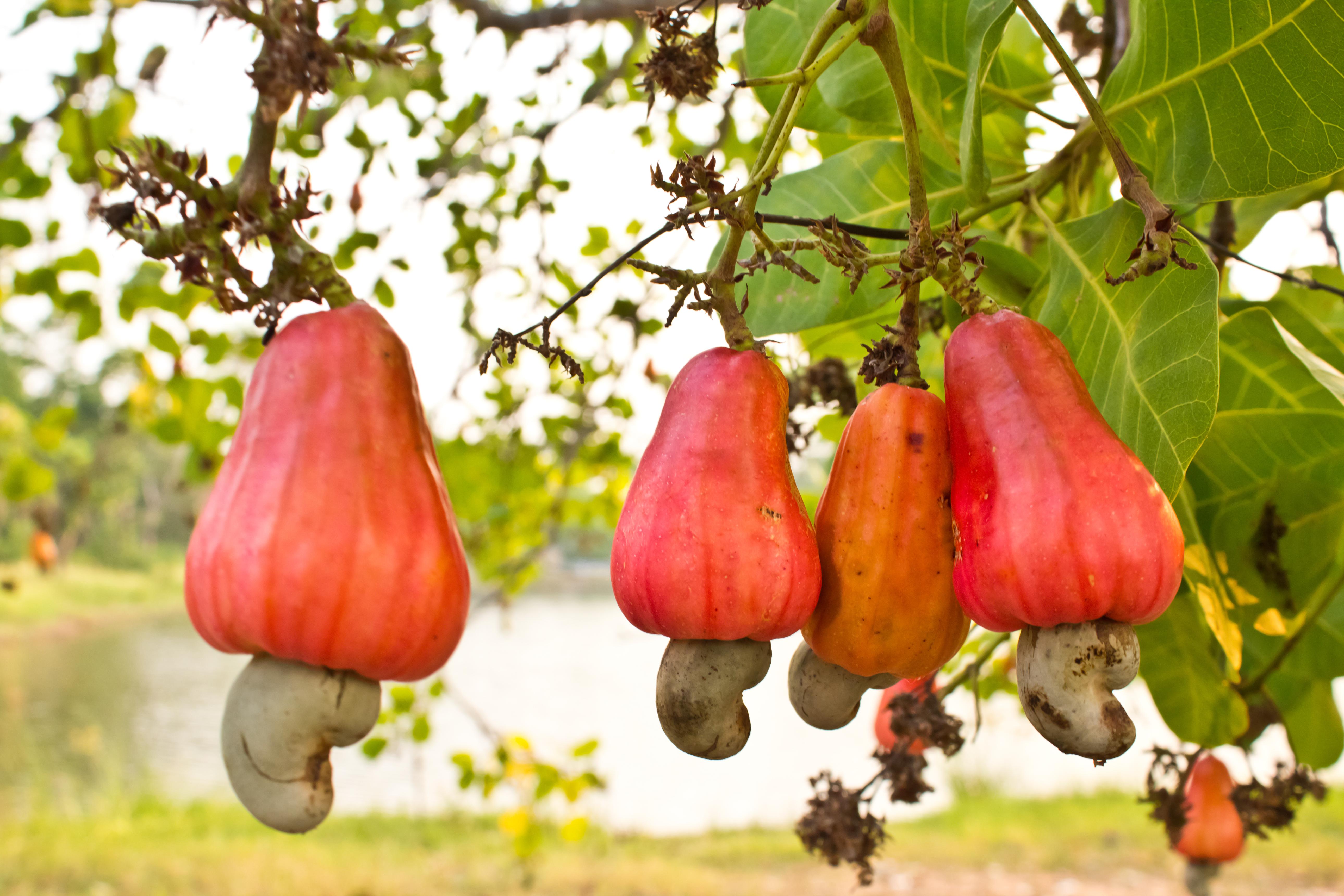 Cashew — 5