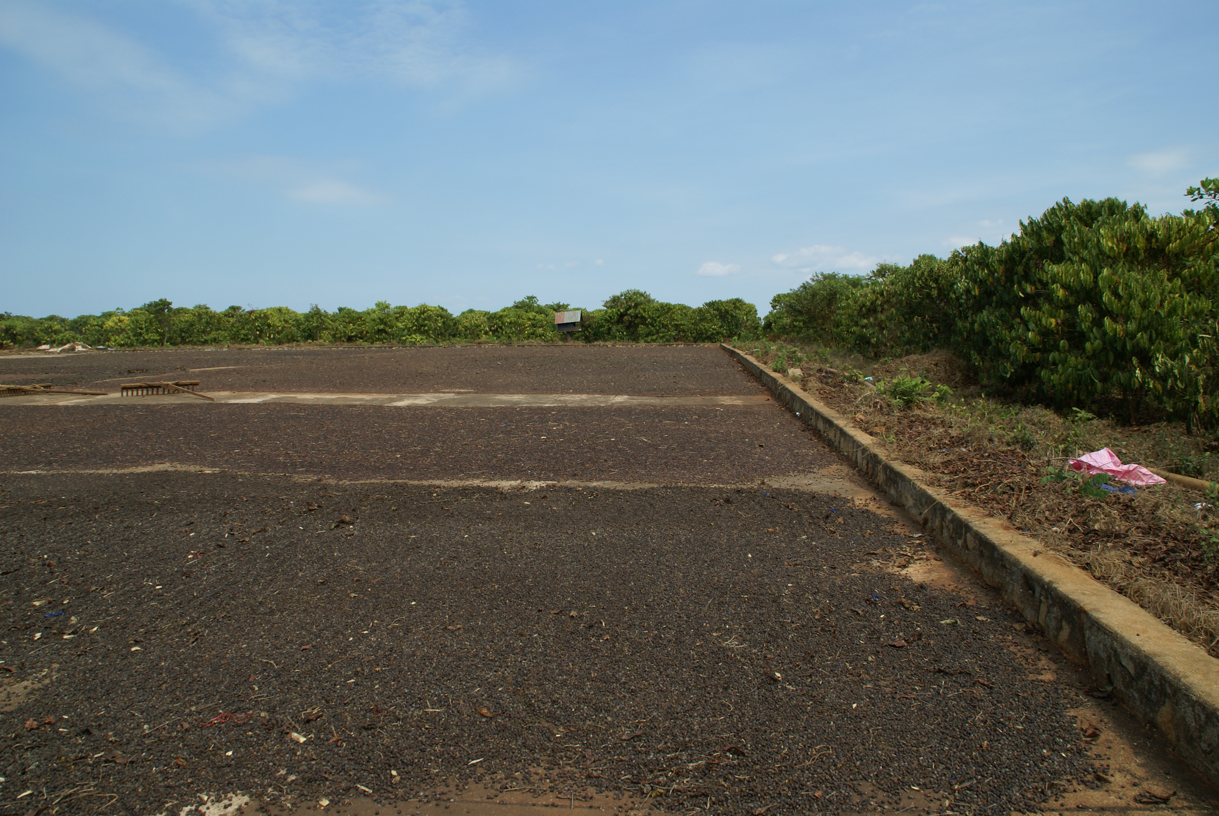 Mondulkiri Arabica Coffee