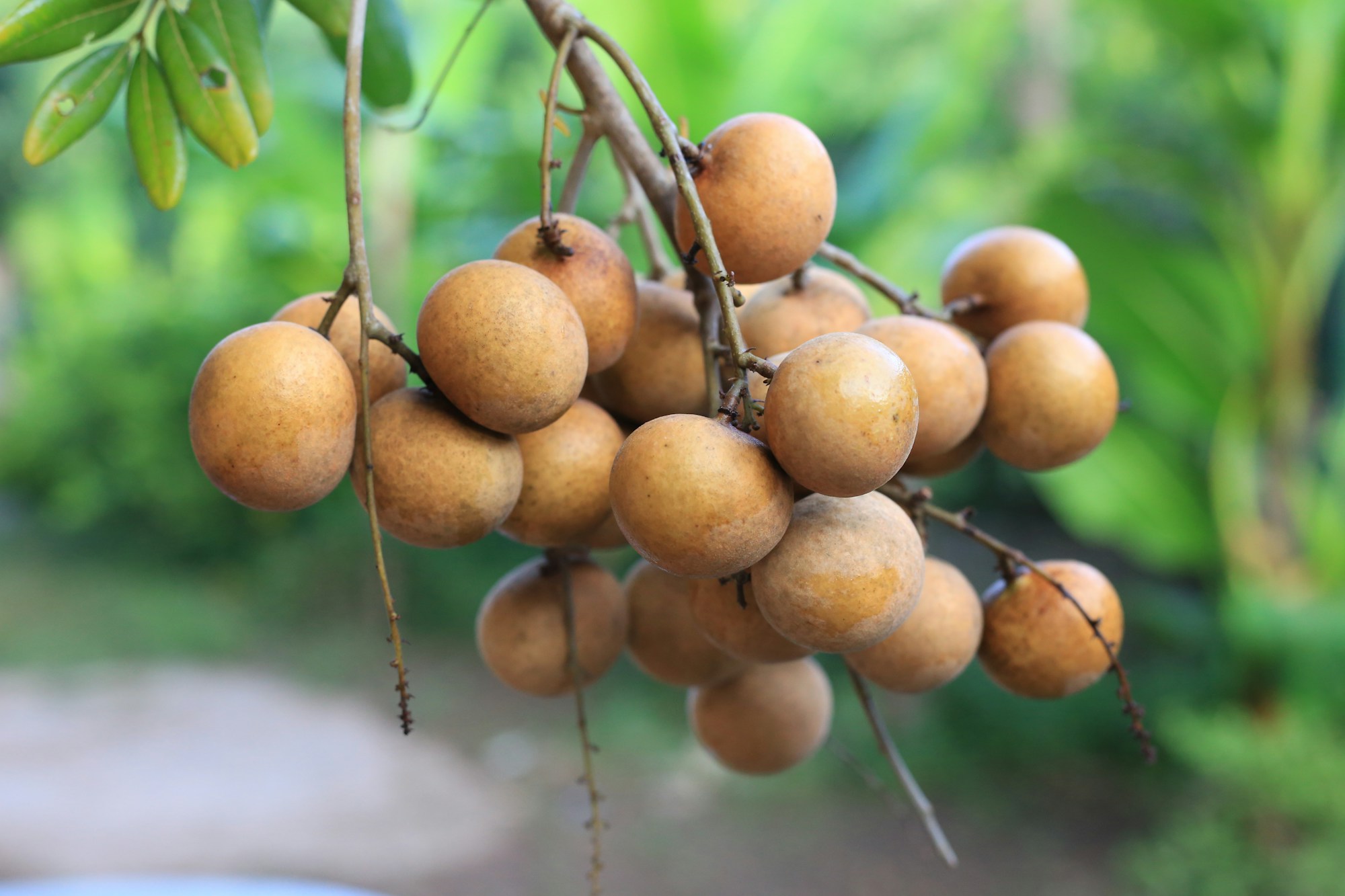 Kampong Cham — 6