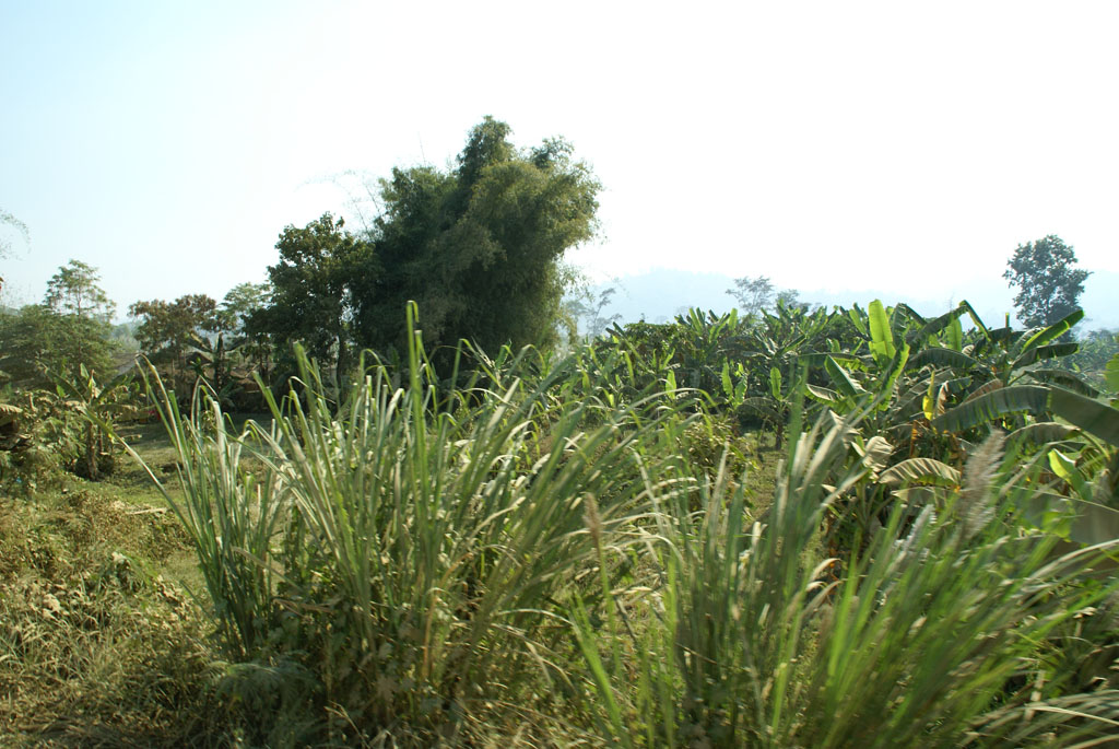 Pailin — 4
