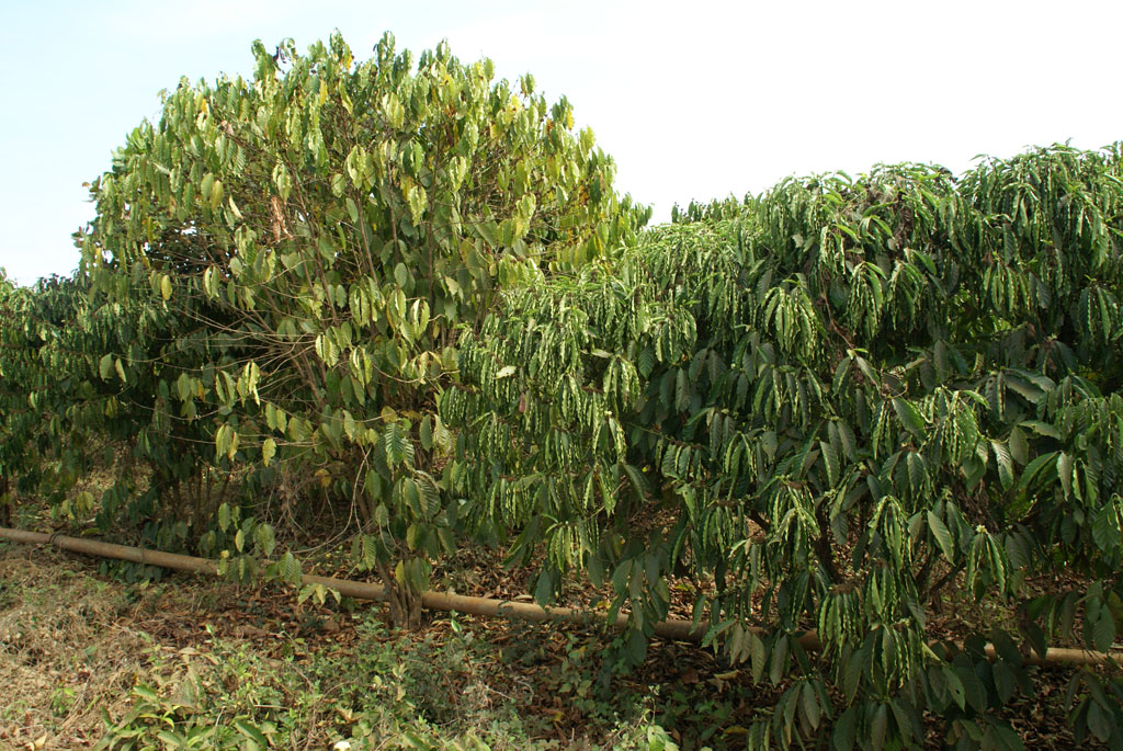 Ratanakiri — 2