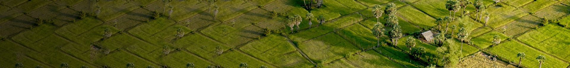 Amru Rice