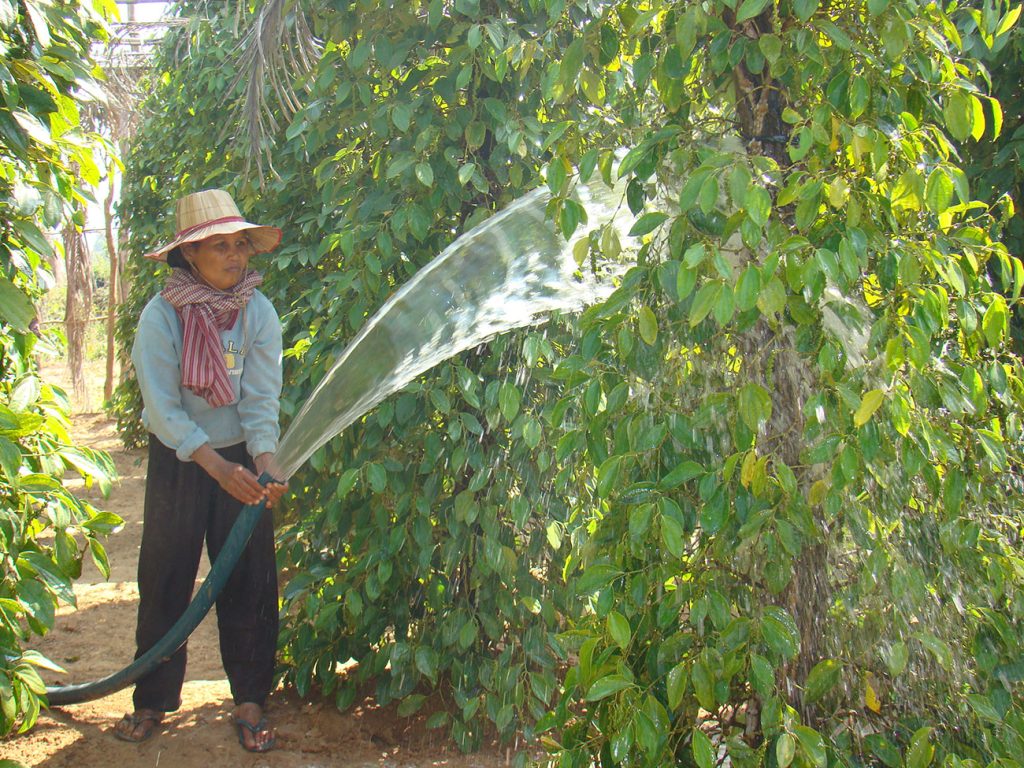 Eco Plus (Kampot Pepper) — 1